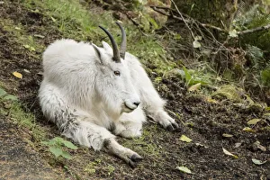 Images Dated 10th October 2015: Eatonville, Washington State, USA. Mountain goat resting in Northwest Trek Wildlife Park