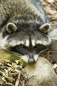 Eatonville, Washington State, USA. Sleepy northern raccoon at Northwest Trek Wildlife Park