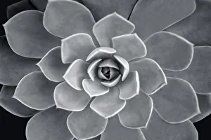Images Dated 3rd September 2019: Echeveria hybrid, USA