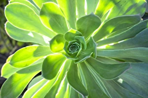 Massachusetts Prints: Echeveria, USA