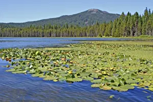 Lake Of The Woods Prints: Ecological succession aquatic plants to pine trees Lake of the Woods, Oregon