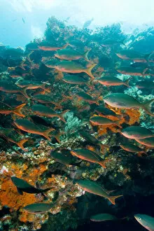 Ecuador, Bartholome Island, Galapagos Islands National Park, Pacific Creolefish