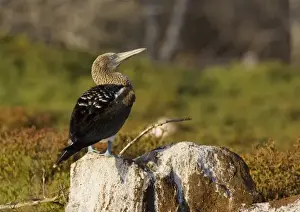 Sula Nebouxii Prints: Ecuador. A Blue-footed Booby perches on a guano-covered volcanic rock on North Seymour