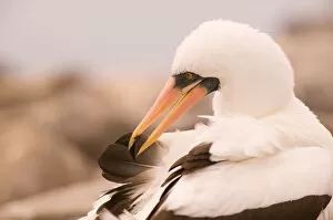 Ecuador, Espanola Island, Galapagos Islands National Park, Punta Suarez, Masked Booby