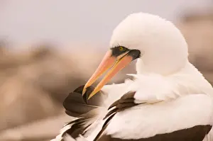 Punta Suarez Prints: Ecuador, Espanola Island, Galapagos Islands National Park, Punta Suarez, Masked Booby