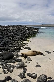 Ecuador. A female sea lion and her young pup rest on a beach in the Galapagos Islands