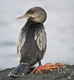 Ecuador. Flightless Cormorant and Sally Lightfoot Crab on Fernanadina Island in the Galapagos