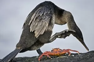 Ecuador. A Flightless Cormorant scratches its head while a Sally Lightfoot crab looks