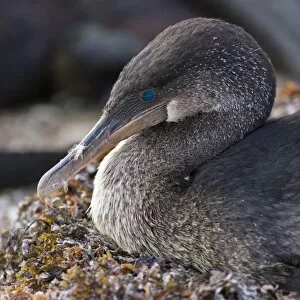 Images Dated 4th July 2006: Ecuador. Flightless Cormorant sitting on a nest of seaweed on Fernanadina Island in the Galapagos