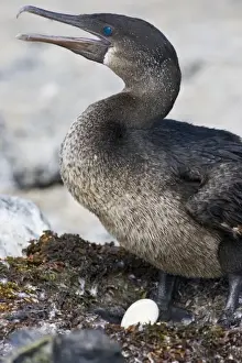 Endangered Specie Prints: Ecuador. Flightless Cormorant sitting on a nest of seaweed on Fernanadina Island in the Galapagos