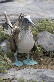 Ecuador, Galapagos. Espanoloa (aka Hood), Punta Suarez. Bluefooted booby showing