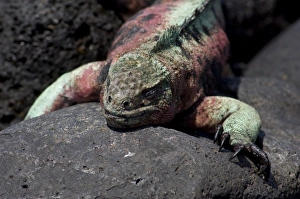 Images Dated 7th March 2009: Ecuador, Galapagos. Espanoloa (aka Hood), Punta Suarez. Marine Iguana (WILD: Amblyrhynchus