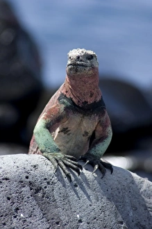 Images Dated 7th March 2009: Ecuador, Galapagos. Espanoloa (aka Hood), Punta Suarez. Marine Iguana (WILD: Amblyrhynchus
