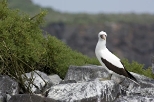 Ecuador, Galapagos. Espanoloa (aka Hood), Punta Suarez. Nazca Booby aka Masked booby