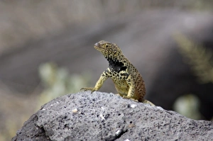 Ecuador, Galapagos. Espanoloa (aka Hood), Punta Suarez. Lava Lizard (WILD: Microlophus delanonis