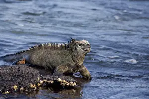 Ecuador, Galapagos. Fernandina Island (aka Narborough), Punta Espinosa area. Marine Iguana (WILD