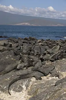 Ecuadorian Prints: Ecuador, Galapagos. Fernandina Island (aka Narborough), Punta Espinosa area. Marine