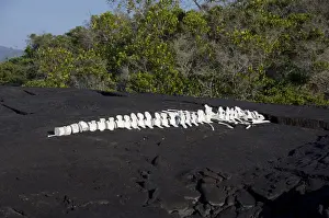 Ecuador, Galapagos. Fernandina Island (aka Narborough), Punta Espinosa area. Whale