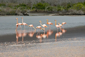 Ecuador, Galapagos, Floreana, Punta Cormoran. Flamingo lagoon, Greater flamingos