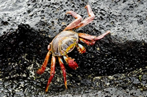 Select Focus Prints: Ecuador, Galapagos, Floreana, Punta Cormoran. Colorful Sally lightfoot crab (wild