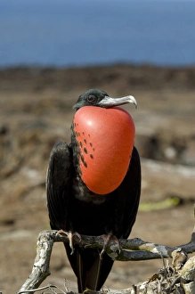 Ecuador, Galapagos, Genovesa Island. Prince Philips Steps nature trail. Male