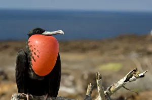 Inflated Prints: Ecuador, Galapagos, Genovesa Island. Prince Philips Steps nature trail. Male