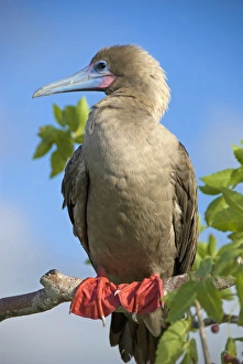 Images Dated 2nd March 2009: Ecuador, Galapagos. Genovesa Island aka Tower. Prince Philips Steps and nature trail