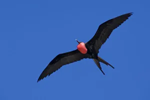 Ecuador, Galapagos. Genovesa Island aka Tower, Darwin Bay. Great Frigatebird (M) in flight (WILD