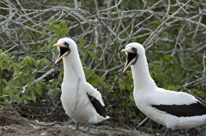 Images Dated 2nd March 2009: Ecuador, Galapagos. Genovesa Island aka Tower. Prince Philips Steps nature trail
