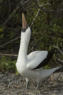 Ecuador, Galapagos. Genovesa Island aka Tower. Prince Philips Steps nature trail