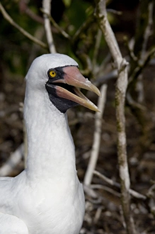 Images Dated 2nd March 2009: Ecuador, Galapagos. Genovesa Island aka Tower. Prince Philips Steps nature trail