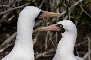 Ecuador, Galapagos. Genovesa Island aka Tower. Prince Philips Steps nature trail