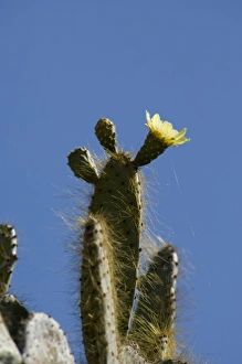 Images Dated 2nd March 2009: Ecuador, Galapagos. Genovesa Island aka Tower, Darwin Bay. Giant Prickly Pear Cactus