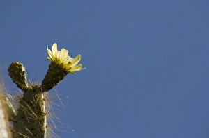 Ecuador, Galapagos. Genovesa Island aka Tower, Darwin Bay. Giant Prickly Pear Cactus