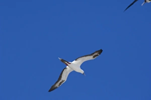 Images Dated 2nd March 2009: Ecuador, Galapagos. Genovesa Island aka Tower, Darwin Bay. Rare white plumage phase