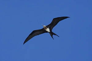 Images Dated 2nd March 2009: Ecuador, Galapagos. Genovesa Island aka Tower