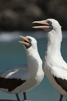 Ecuador, Galapagos. Genovesa Island aka Tower, Darwin Bay. Nazca booby aka Masked booby (WILD