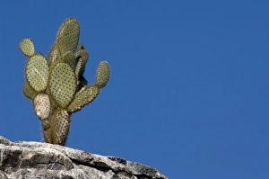 Images Dated 2nd March 2009: Ecuador, Galapagos. Genovesa Island aka Tower, Darwin Bay. Giant Prickly Pear Cactus