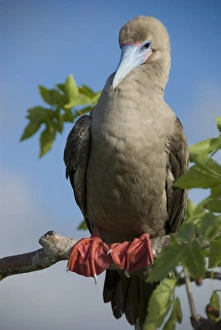 Images Dated 2nd March 2009: Ecuador, Galapagos. Genovesa Island aka Tower. Prince Philips Steps and nature trail