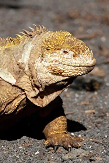 Isabela Island Prints: Ecuador, Galapagos, Isabela Island, Urbina Bay. Galapagos land iguana