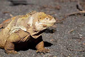 Images Dated 7th January 2023: Ecuador, Galapagos, Isabela Island, Urbina Bay. Galapagos land iguana