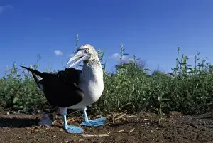 Ecuador, Galapagos Islands, Blue-Footed Boobie (Sula nebouxii) standing at ground