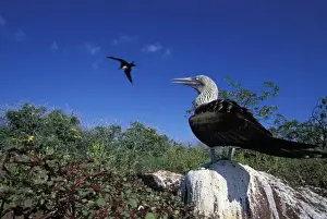 Low Perspective Prints: Ecuador, Galapagos Islands, Blue-Footed Boobie (Sula nebouxii) standing at ground