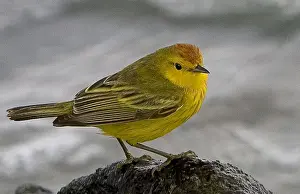 Joanne Williams Prints: Ecuador, Galapagos Islands. Close-up of yellow warbler on rock. Credit as: Joanne