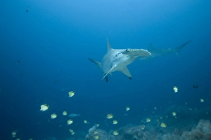 Images Dated 2007 December: 