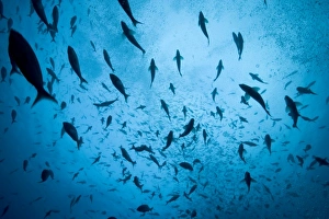 Many Prints: Ecuador, Galapagos Islands, Darwin Island, Underwater view of schooling fish
