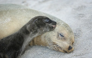 Suckling Prints: Ecuador, Galapagos Islands, Espanola Island. Sea-lion newborn pup thinks moms ear is teat