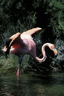Neck Prints: Ecuador, Galapagos Islands, Flamingo (Phoenicopterus ruber) standing in lagoon near