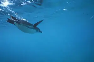 Bubble Prints: Ecuador, Galapagos Islands, Galapagos Penguin (Spheniscus mendiculus) swimming in
