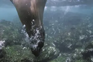 Bubble Prints: Ecuador, Galapagos Islands, Galapagos Sea Lion (Zalophus californianus) swimming